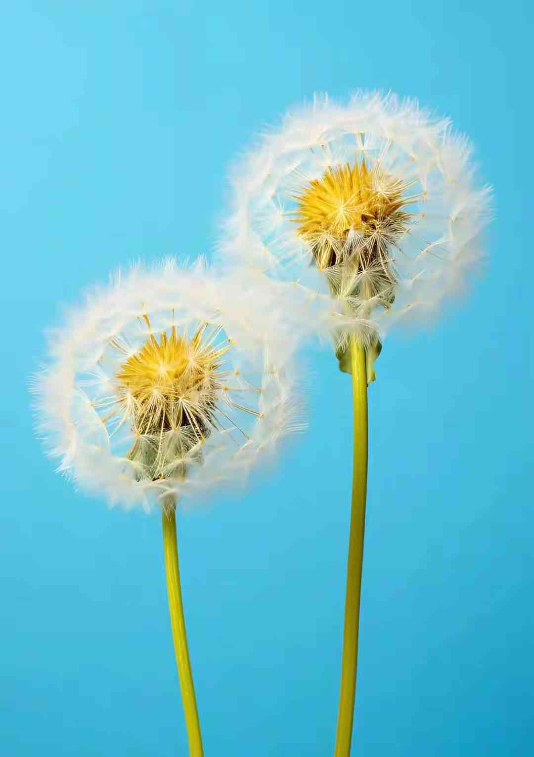 Dandelions