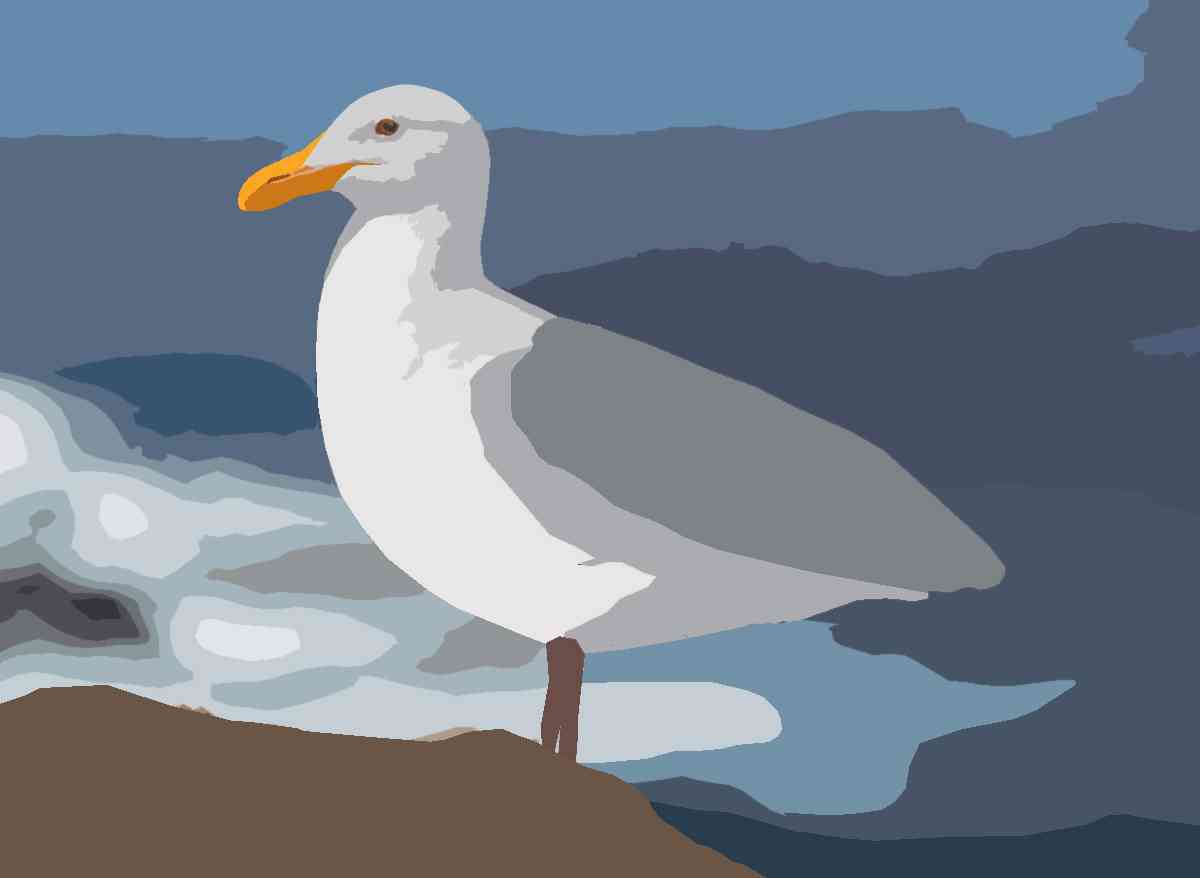 Seagull by the Sea