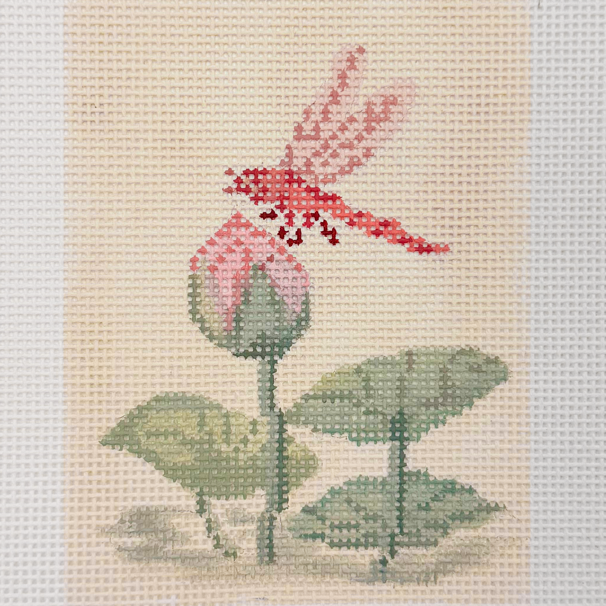 Dragonfly-Blush Lotus