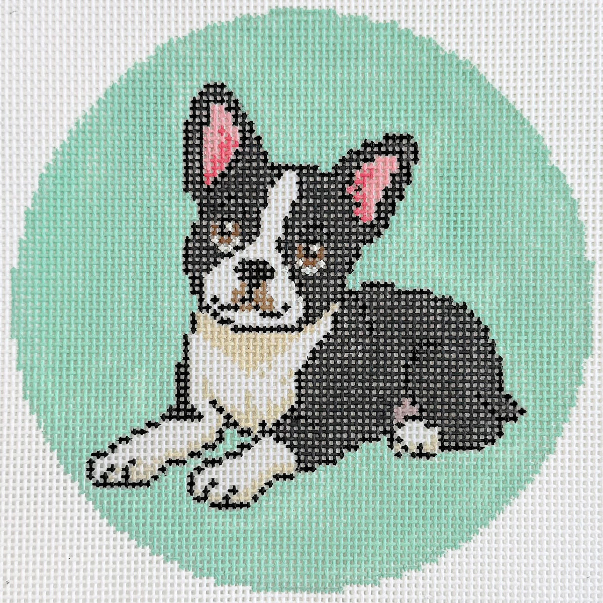 Playful Pup - Boston Terrier