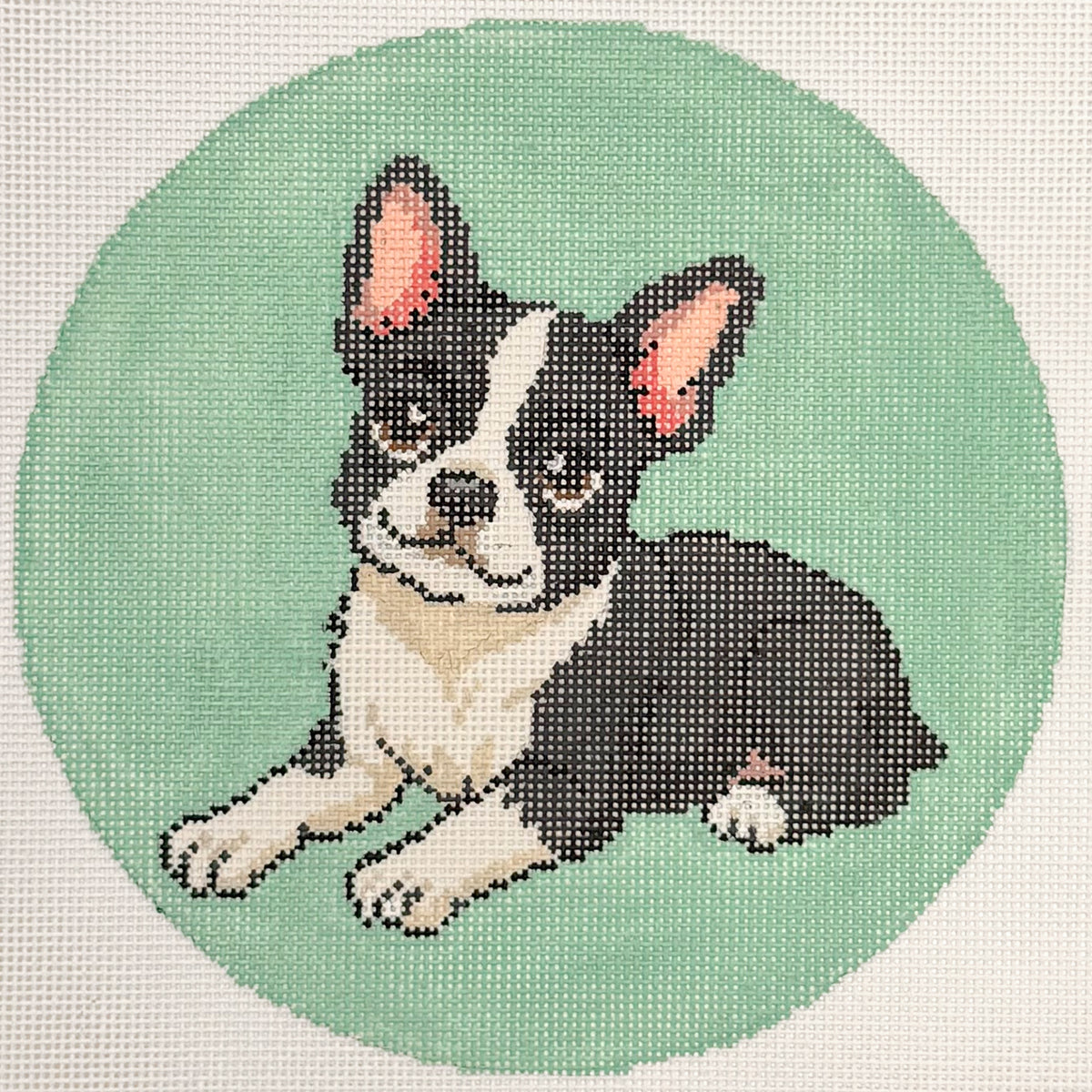 Playful Pup - Boston Terrier