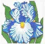 Single Flower - Orchid