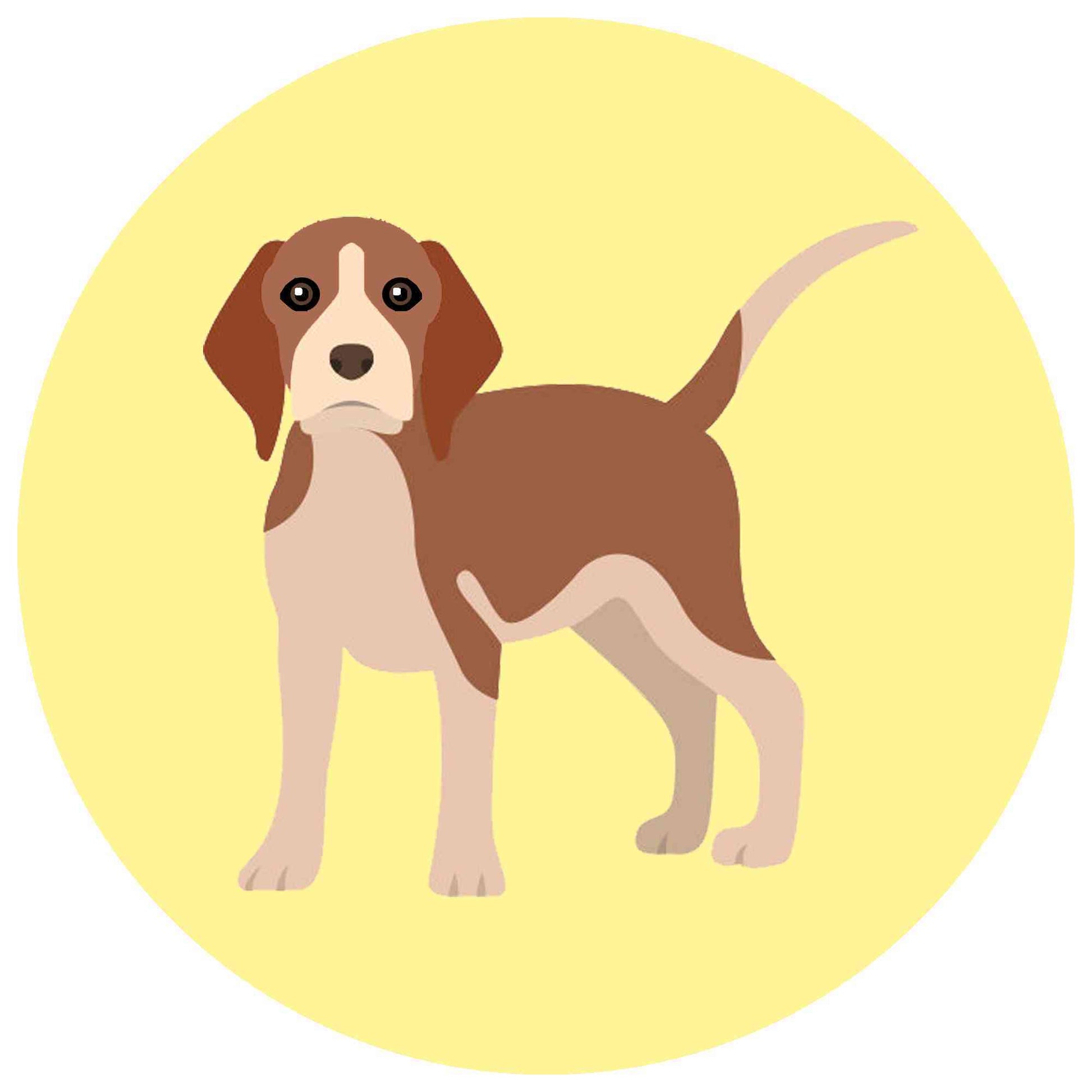 Brown Beagle