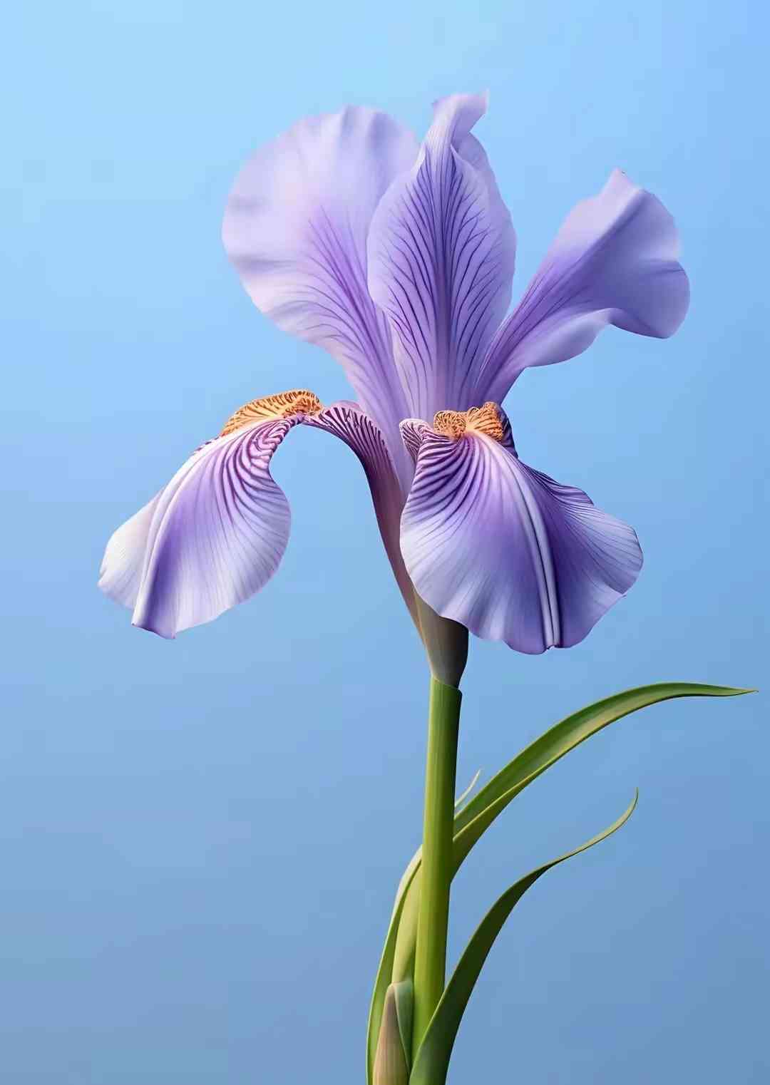 Iris