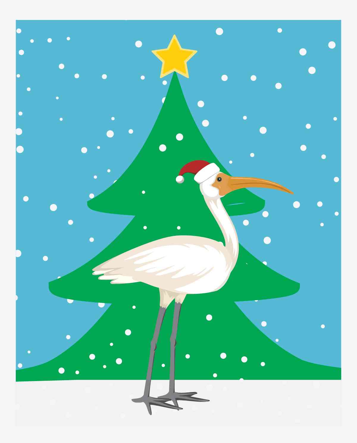 Christmas Ibis