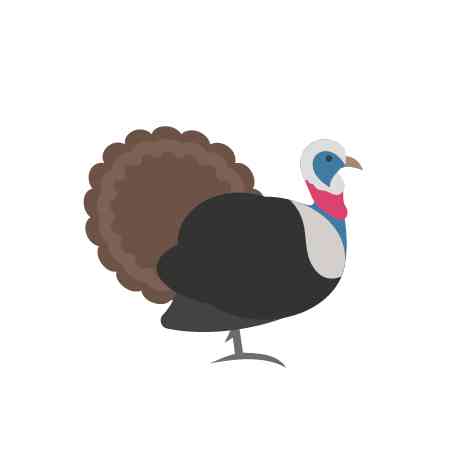 Thanksgiving - Turkey Flat