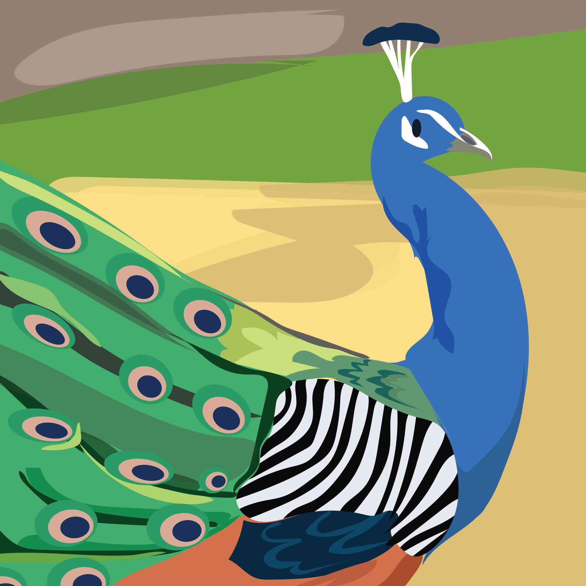 As Proud as a Peacock