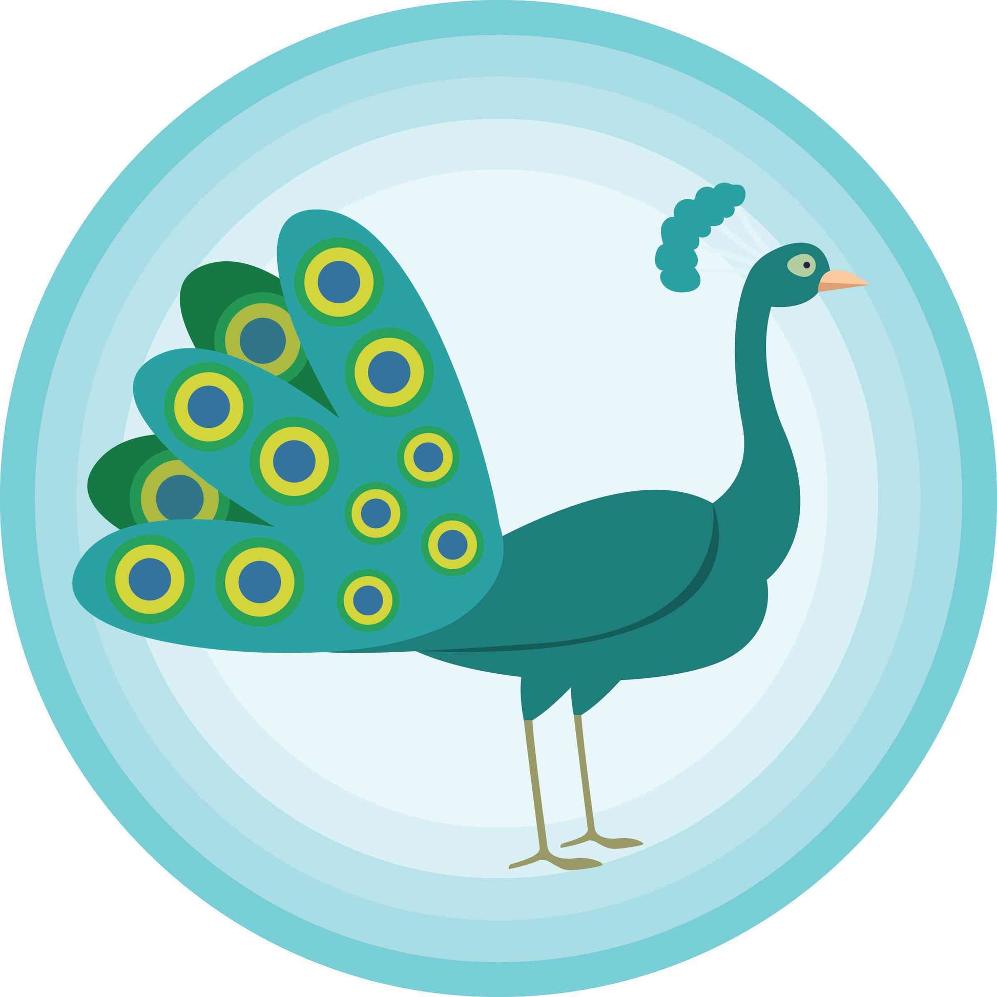 Flat Peacock