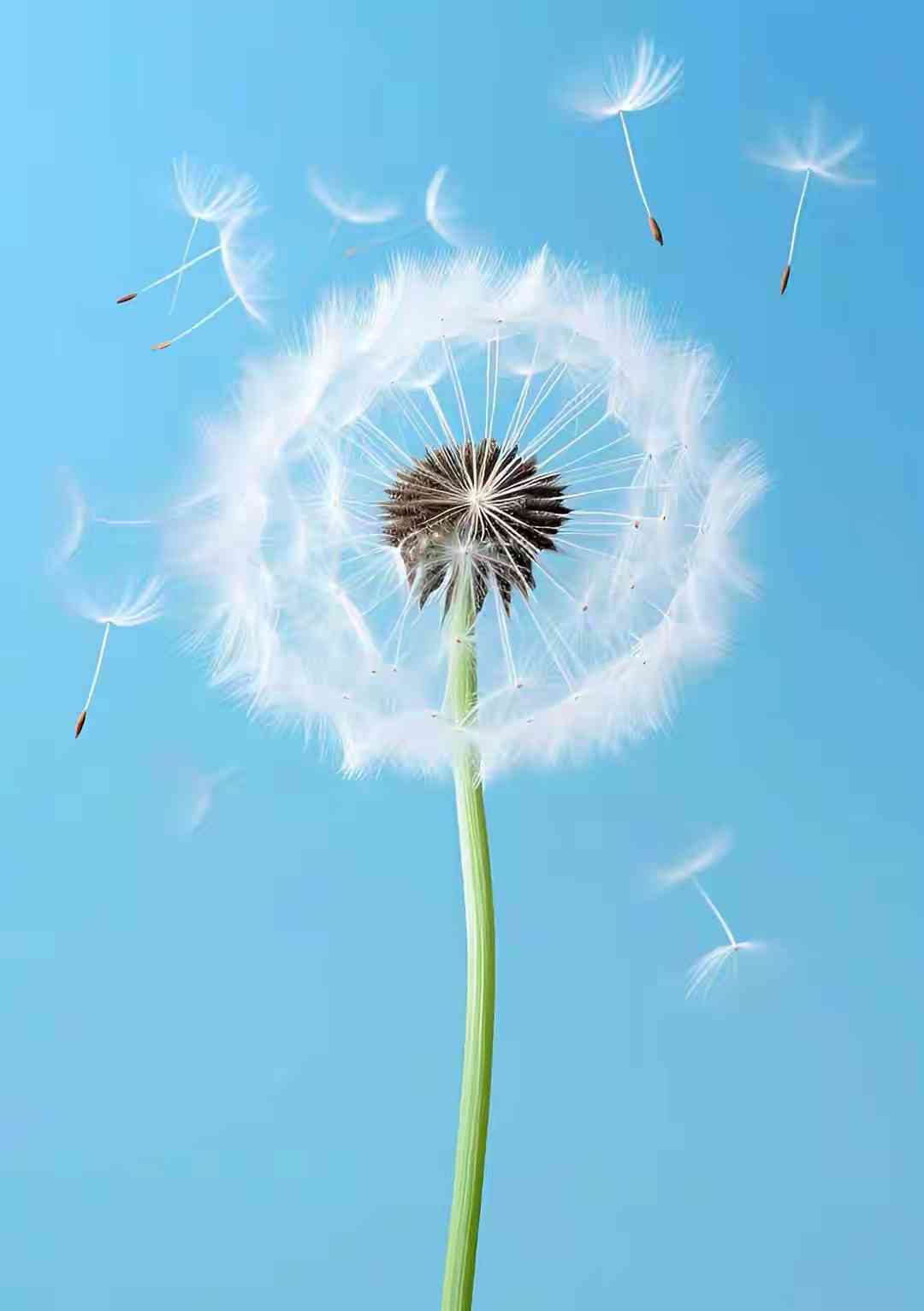 Dandelion