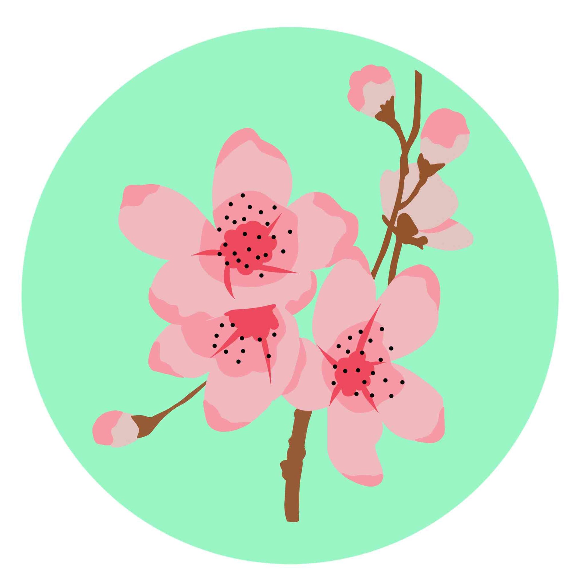 National Flower - Japan- Cherry Blossom Flower