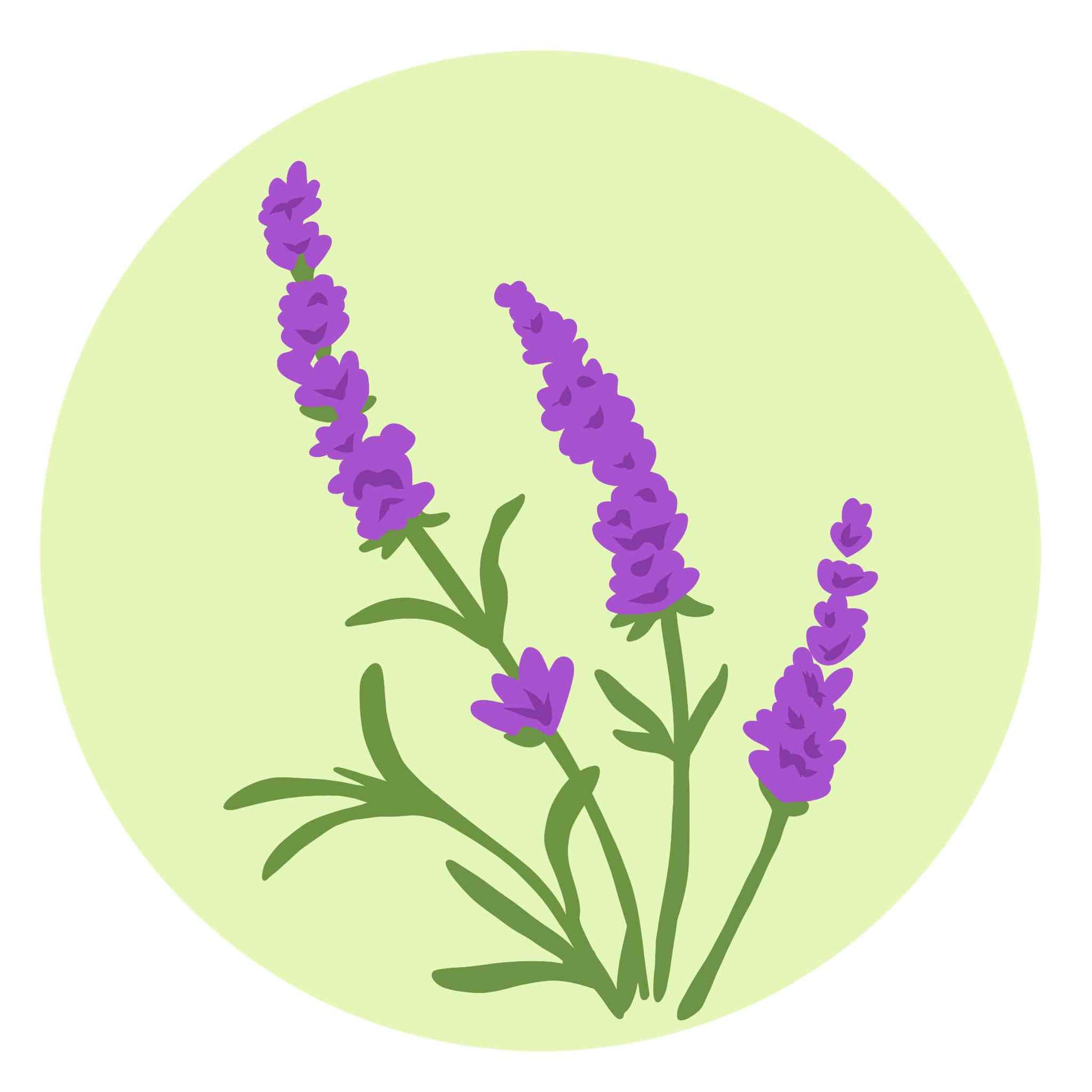 National Flower - Portugal - Lavender Flower