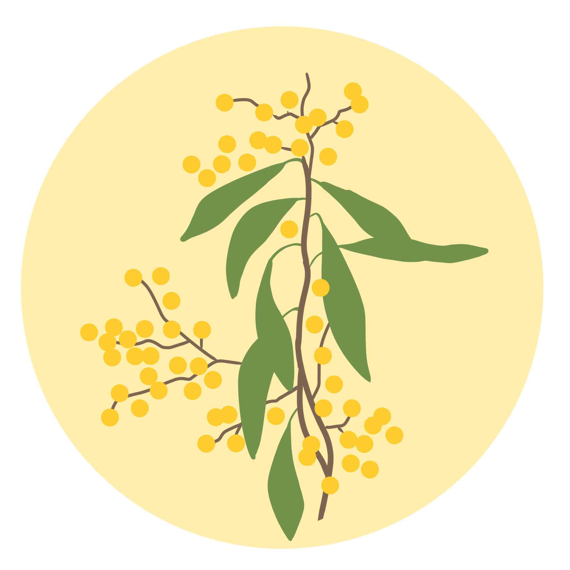 National Flower - Australia- Golden Wattle Flower