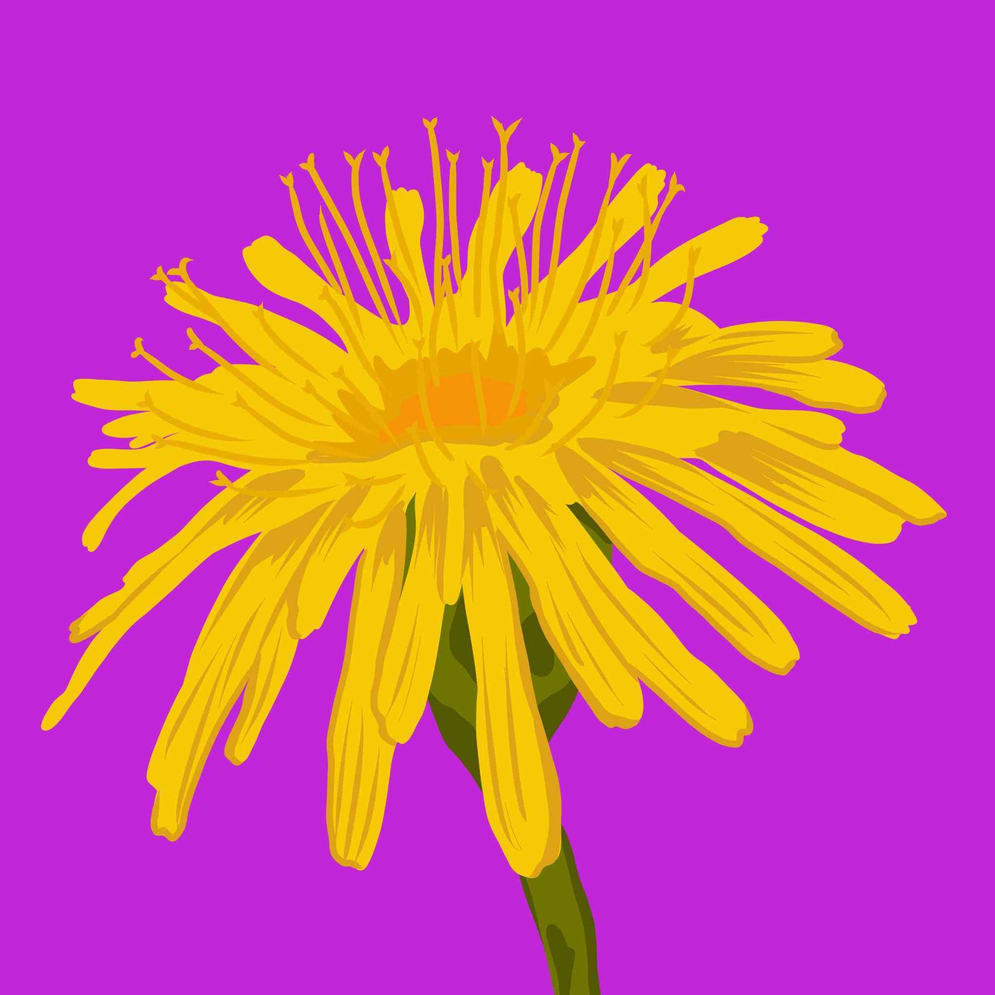 Beautiful Dandelion Flower