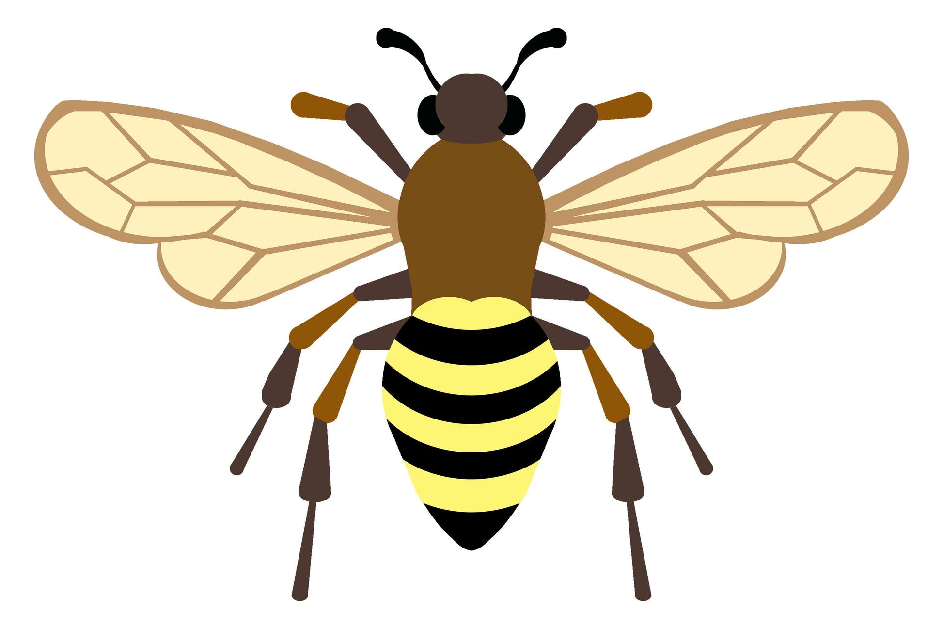 Insect - Bee