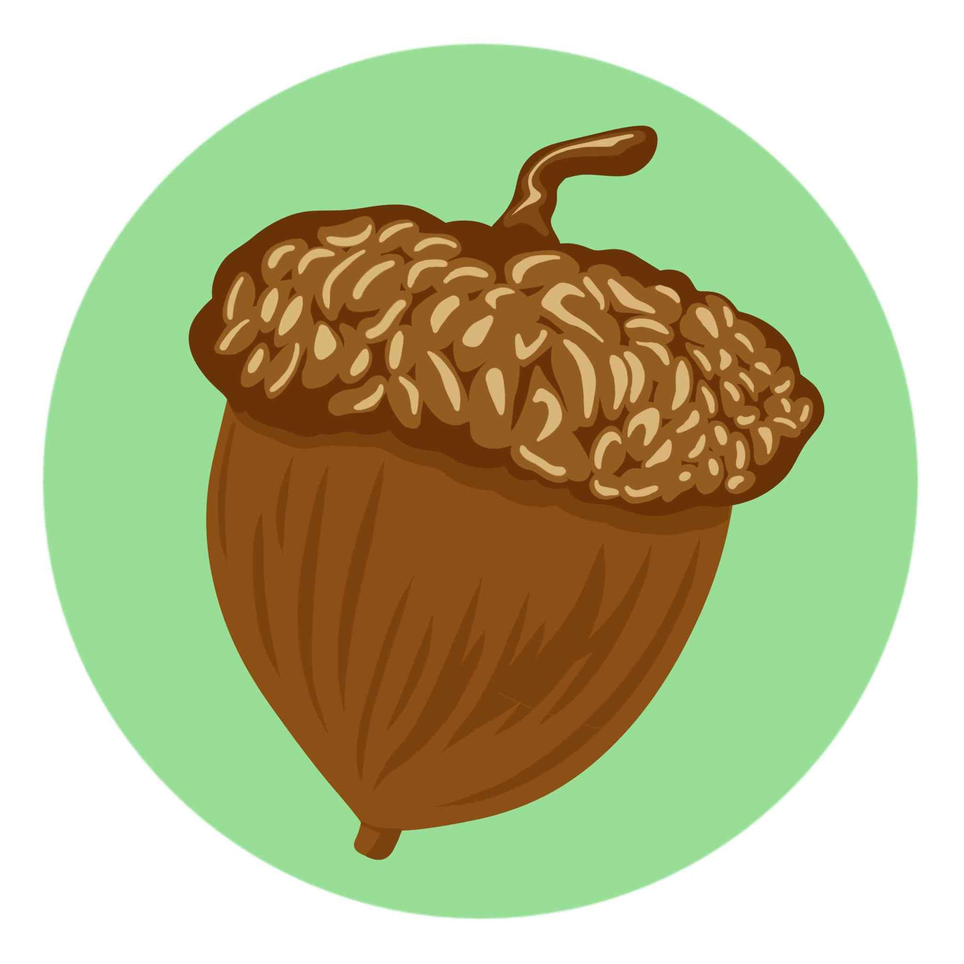 Acorn Nut