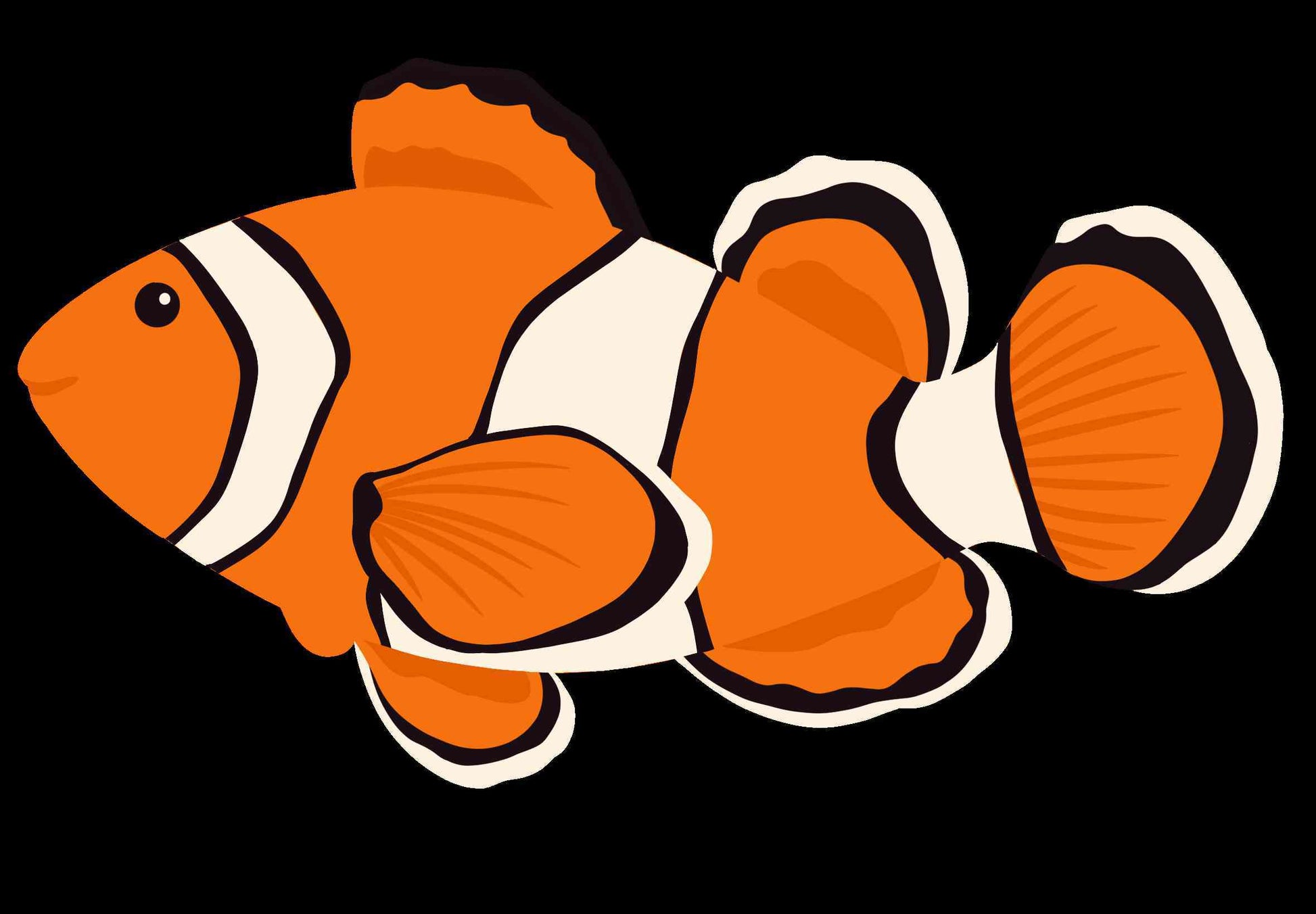 Clown Fish