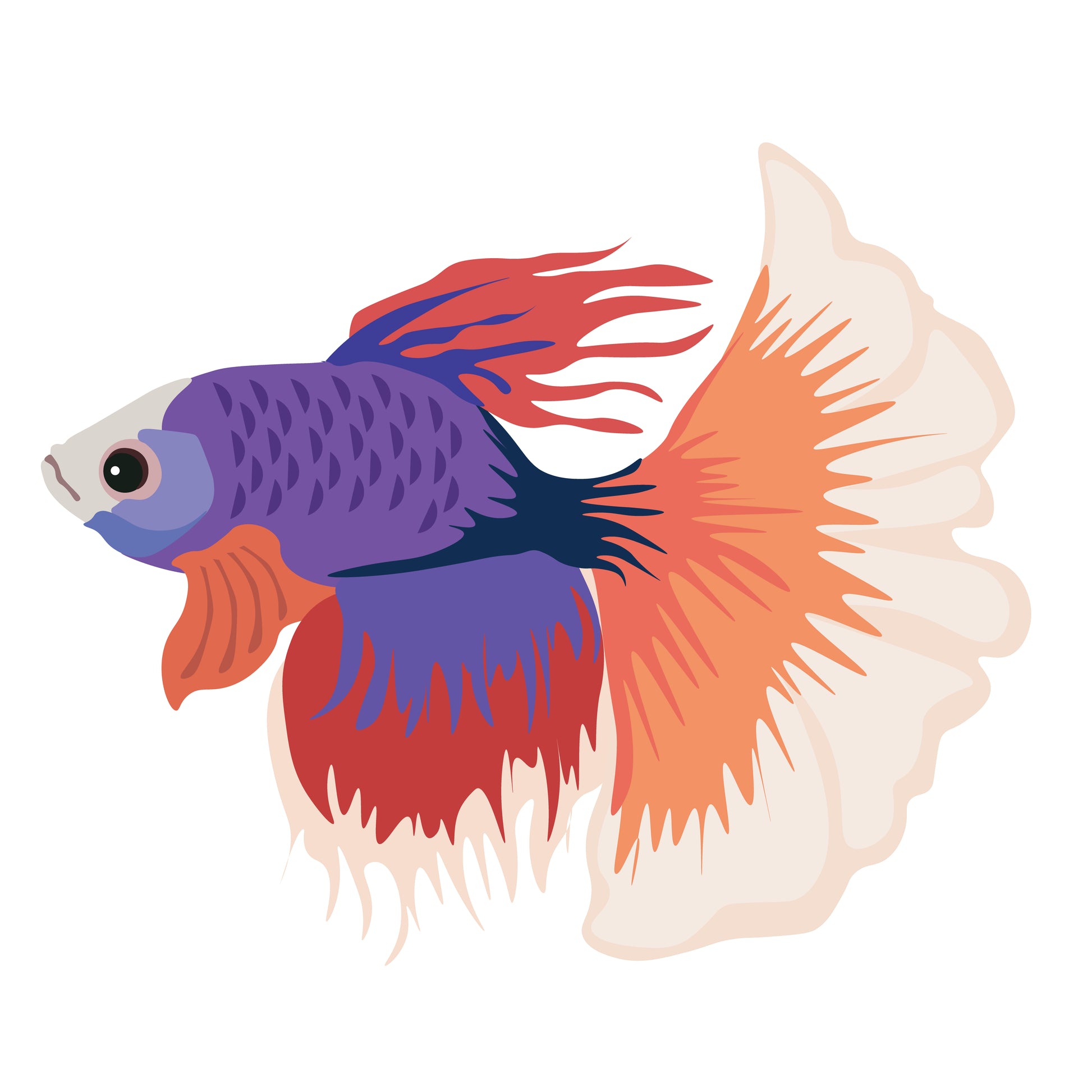 Betta Fish