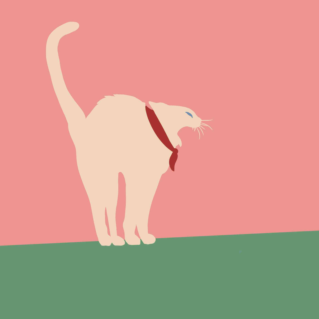 Frighten White Cat