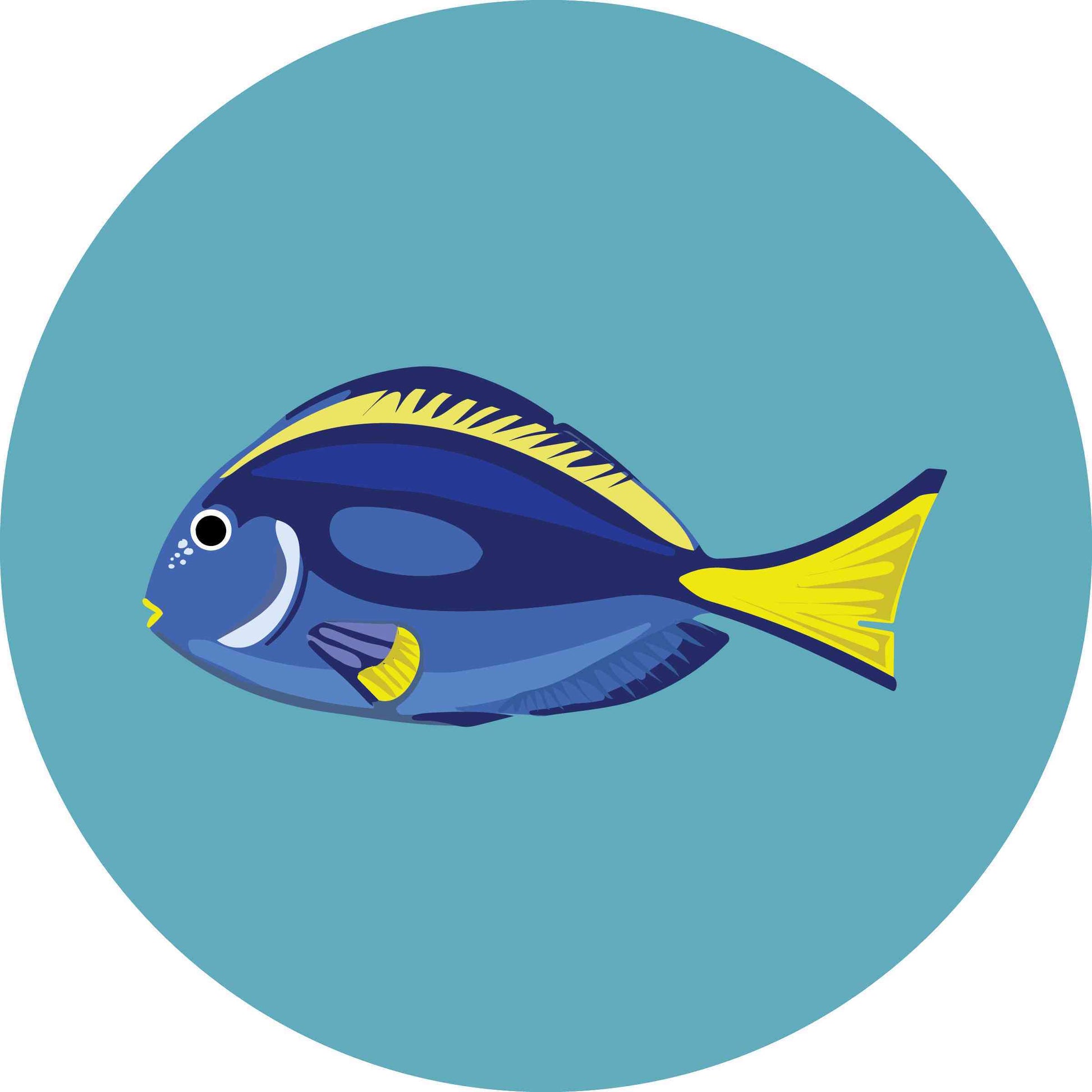 Blue Tang