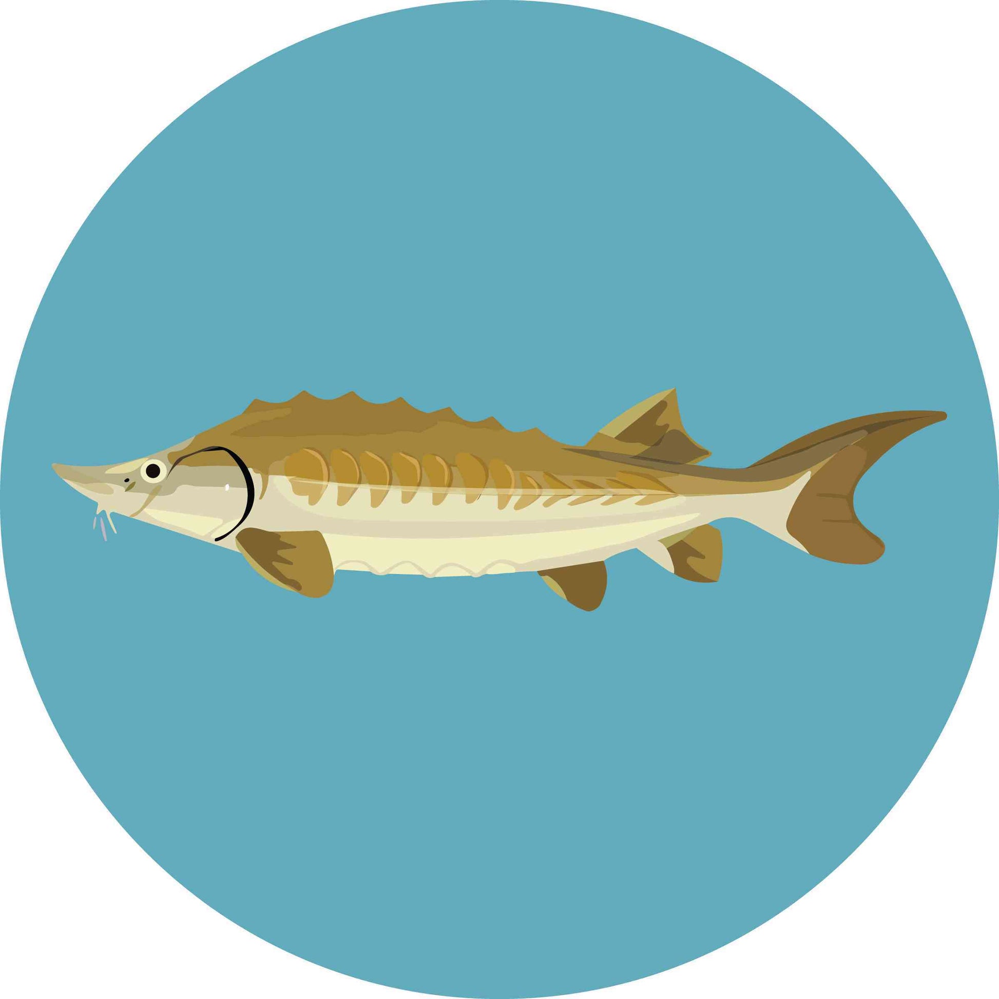 Sturgeon