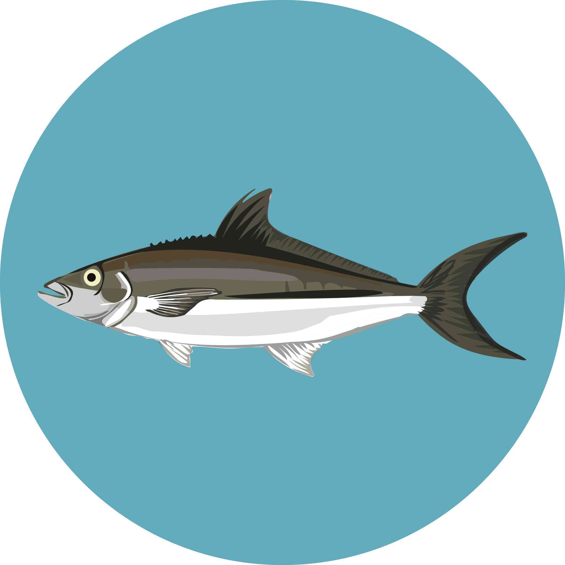 Cobia