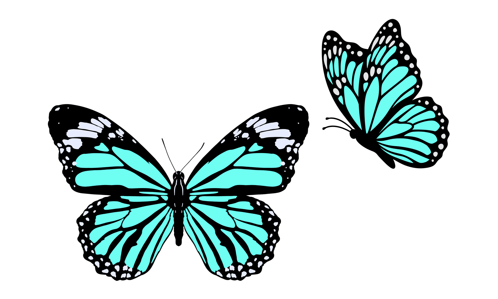 Turquoise Butterflies: A Whimsical Dance of Blue Wonders
