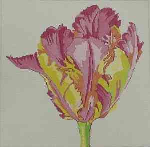 Regal Flower - Parrot Tulip